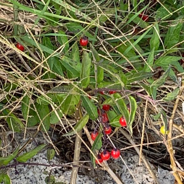 <h3>Solanum dulcamara / Climbing nightshade / Bitterzoet</h3>